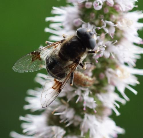 Réf. 189 765 : Eristalis rupium
